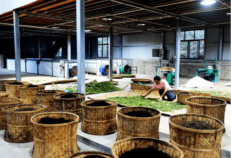 茶叶加工机械设备全套：从传统到现代，一步到位
