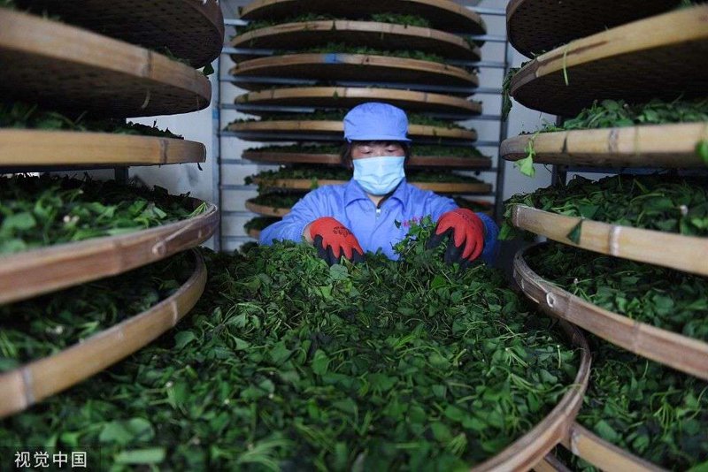 如何在收茶青过程中赚取差价？这是一篇教你如何巧妙操作的文章。