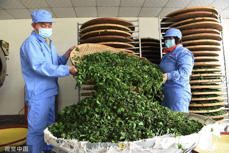 信阳大茶沟茶叶合作社：如何成为本地茶叶界的佼佼者