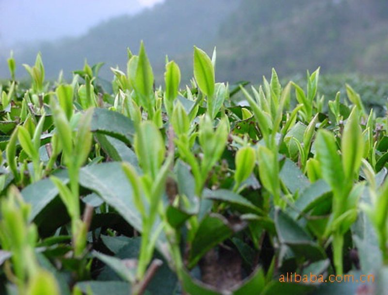 茶叶加工机械设备全套，如何选择？