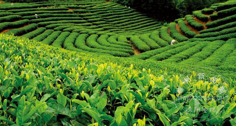 茶叶加工机械设备全套：从鲜叶到成品的完整流程