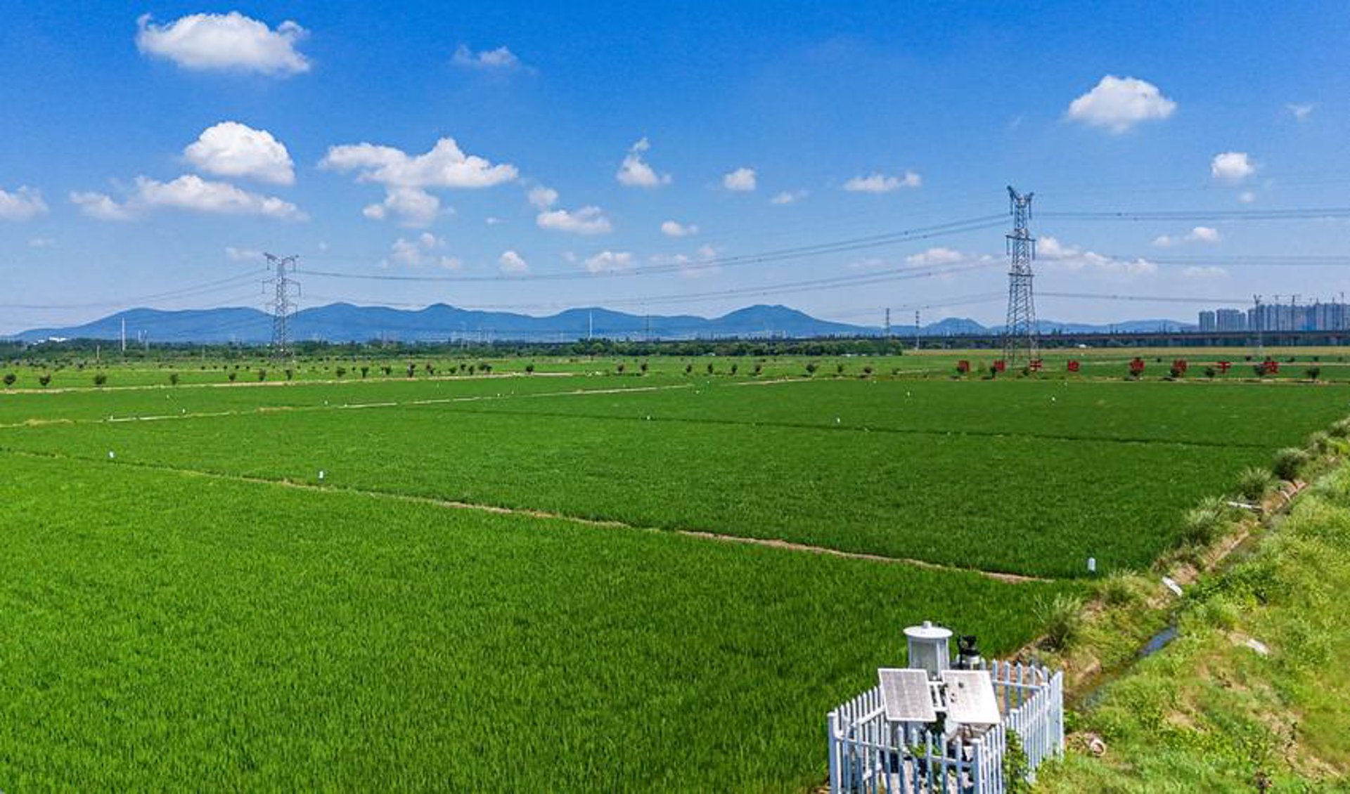 鸿渐茶叶
